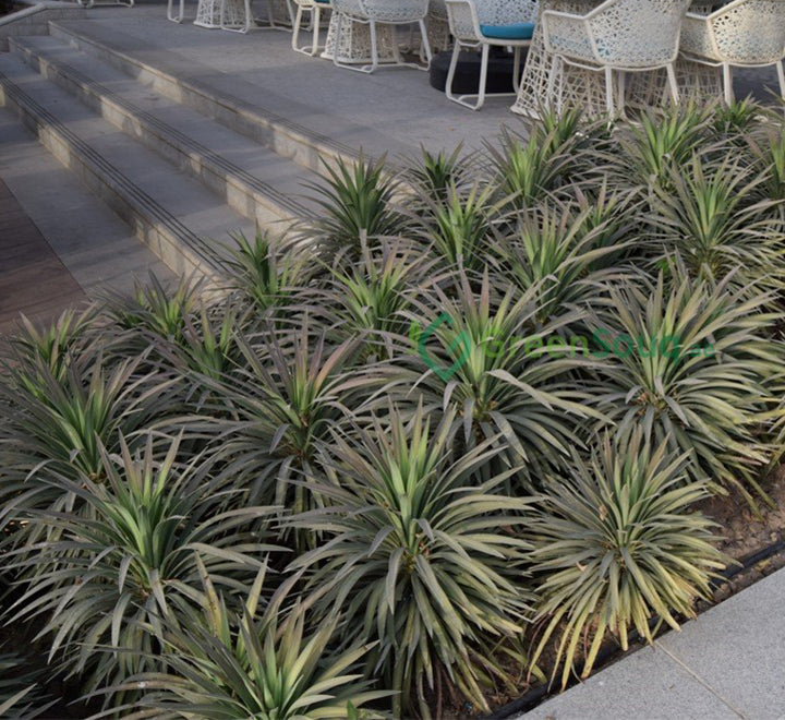 Yucca desmetiana Or Blue Boy 40-60cm