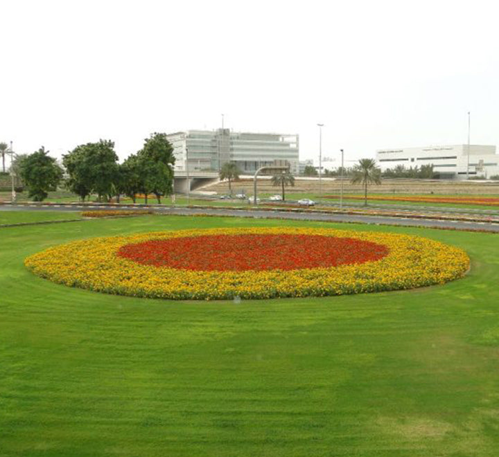 Zinnia Flowers or "Zinnia"