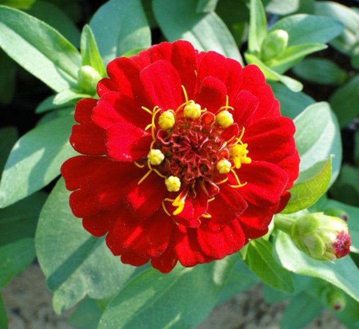 Zinnia Flowers or "Zinnia"