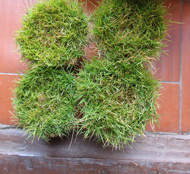 Zoysia Japonica or Korean Lawn Grass