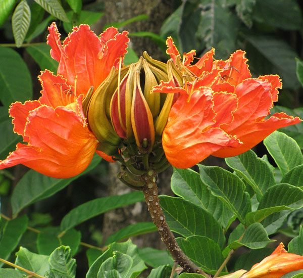 Spathodea campanulata or African tulip tree