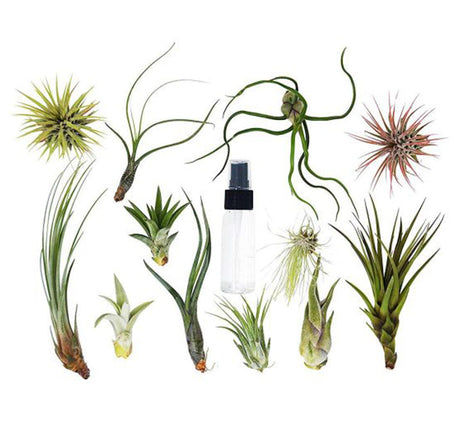 Air Plants Assorted  4-10cm
