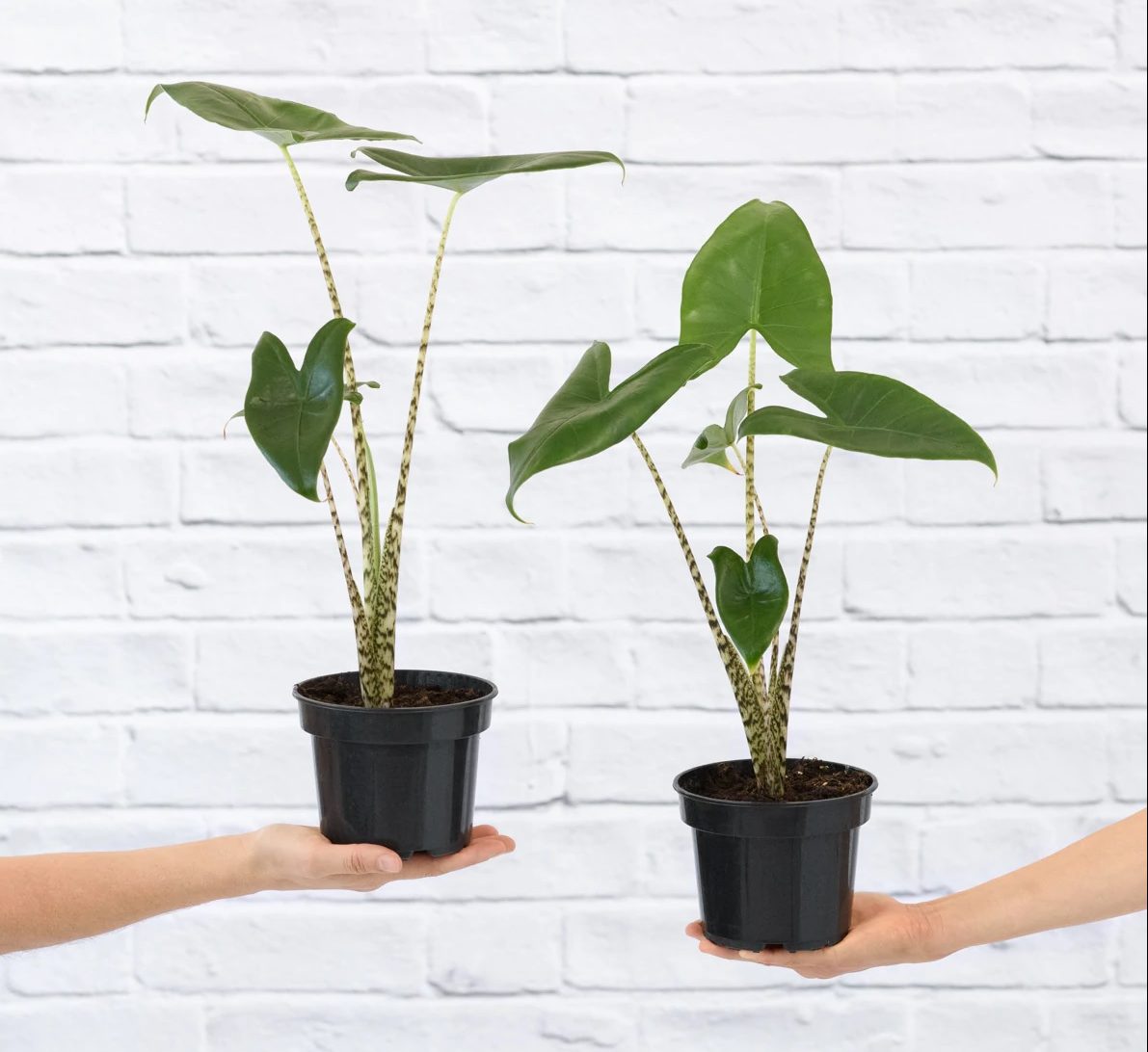 Alocasia zebrina 25 - 35cm