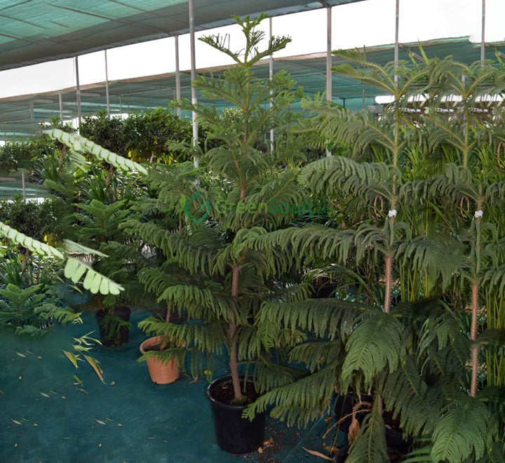 Araucaria heterophylla (Norfolk Island Pine)