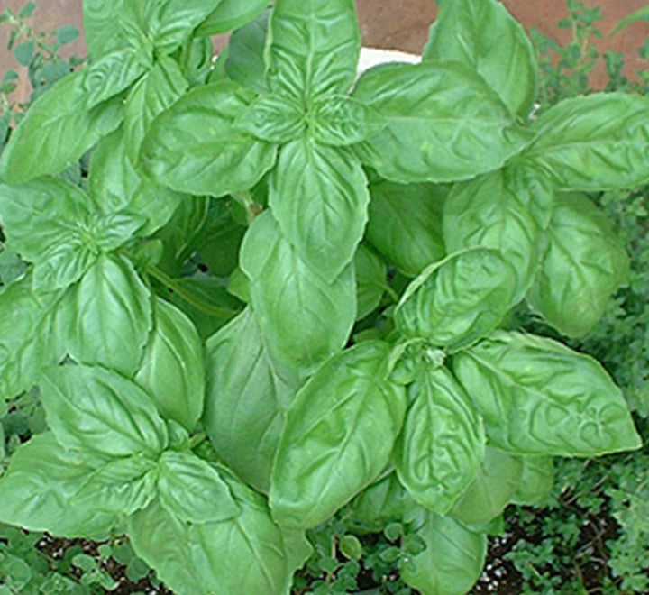 Ocimum basilicum, Sweet Basil "Sweet Genovese" Organic