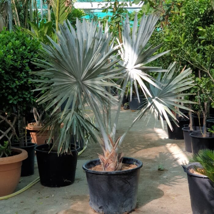 Bismarckia nobilis "Bismark Palm" بسمارك النخيل