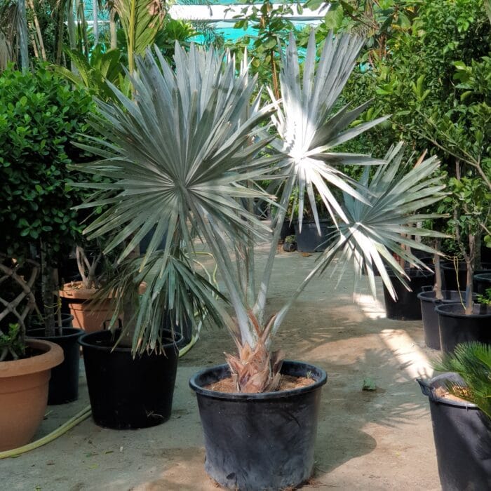 Bismarckia nobilis "Bismark Palm" بسمارك النخيل