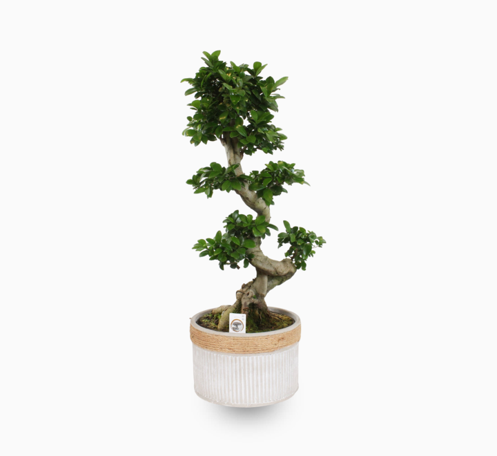 Ficus "S" Bonsai 50 - 70cm