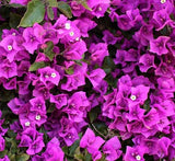 Bougainvillea alexandra "Purple-Paper Flower"