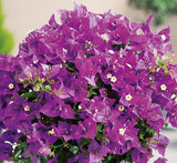 Bougainvillea alexandra "Purple-Paper Flower"