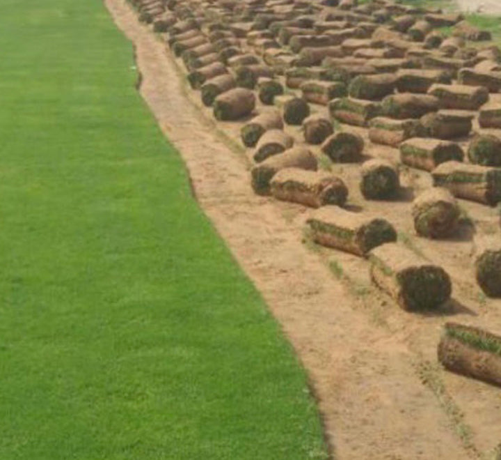 Natural Carpet Paspalum Grass "Paspalium vaginatum"