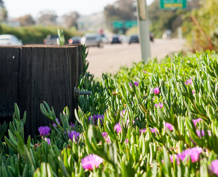 Carpobrotus edulis or Ice Plant 10 -15cm, Healthy Outdoor Succulent Plant