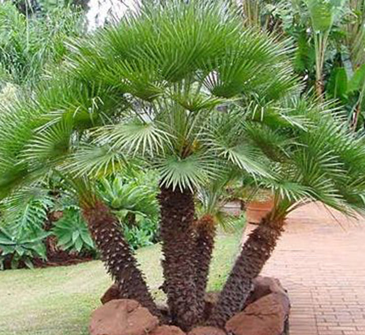 Chamaerops humilis "European Fan Palm" 1.5 - 2.0m Multi Trunk Specimen
