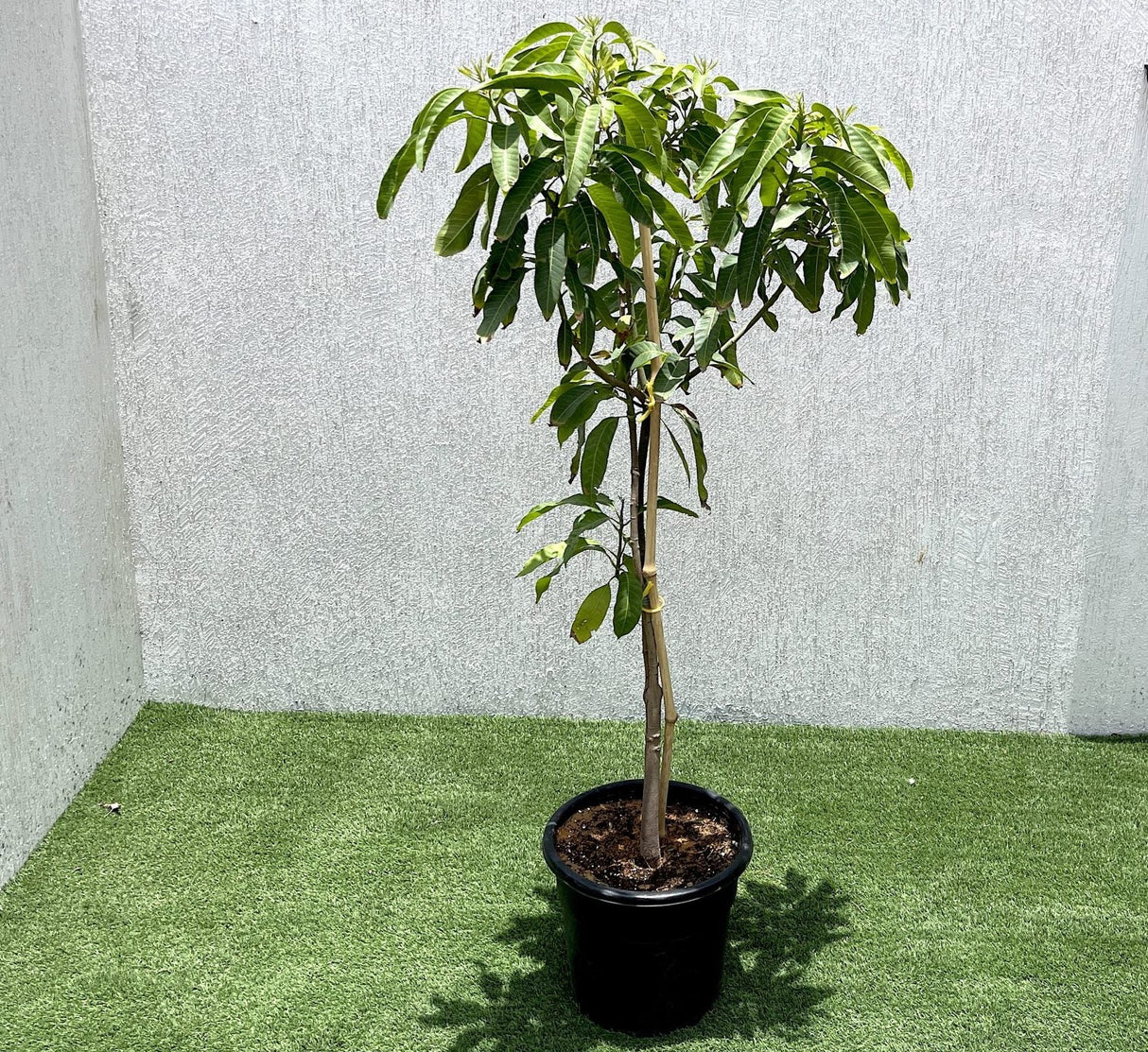 Mango Plant "Chaunsa" Pakistan's Delicious Small Mangoes 1.2-1.5m