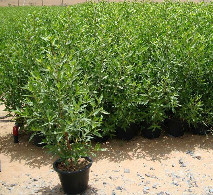 Conocarpus erectus 'Saudi' or Damas tree دمس