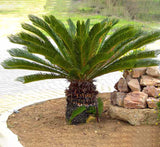 Cycas Revoluta "Sago Palm"