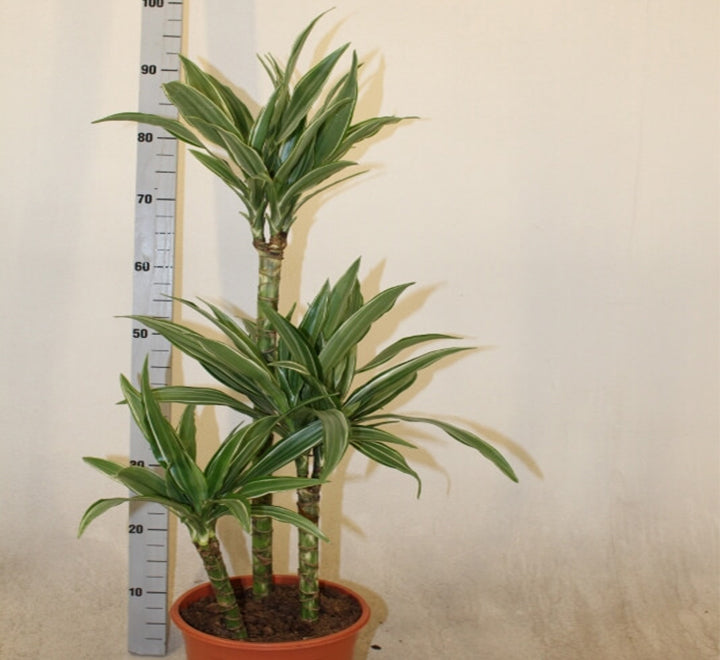 Dracaena fragrans deremensis "Warneckei"