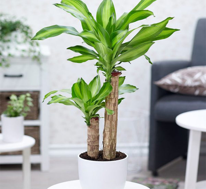 Dracaena fragrans "Massangeana"