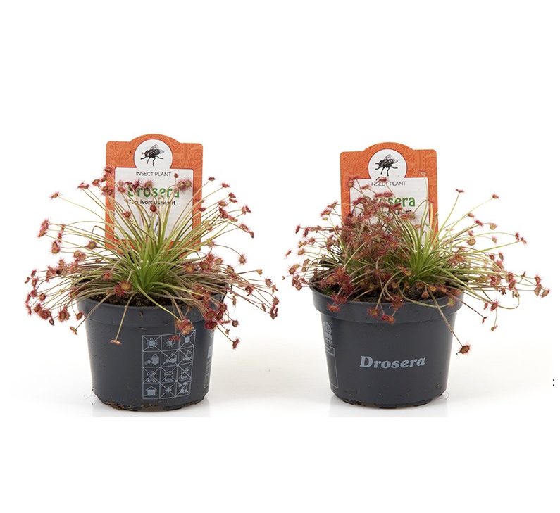 Drosera paradoxa or petiolaris-complex 10cm