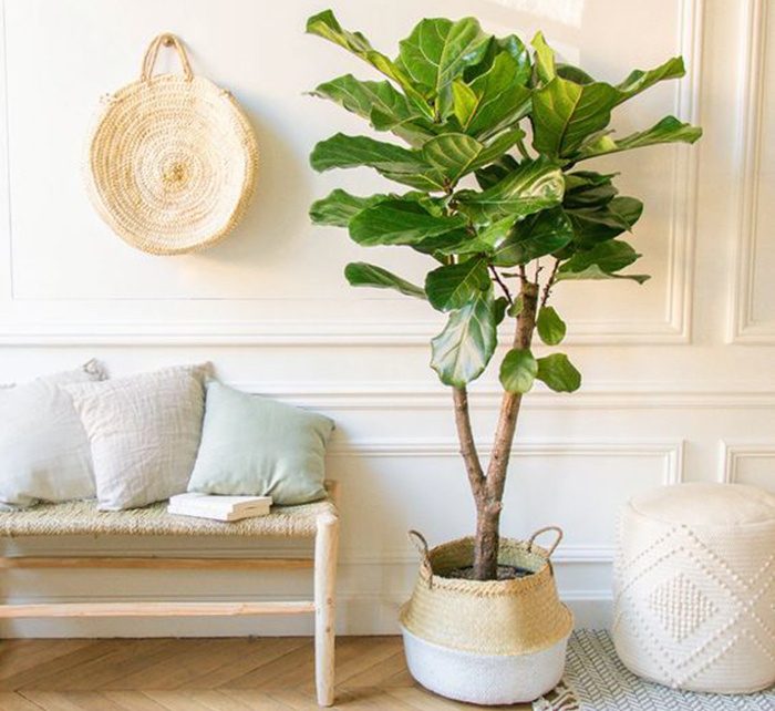 Ficus Lyrata Branched "Fiddle Leaf Fig" 1.2-1.5m
