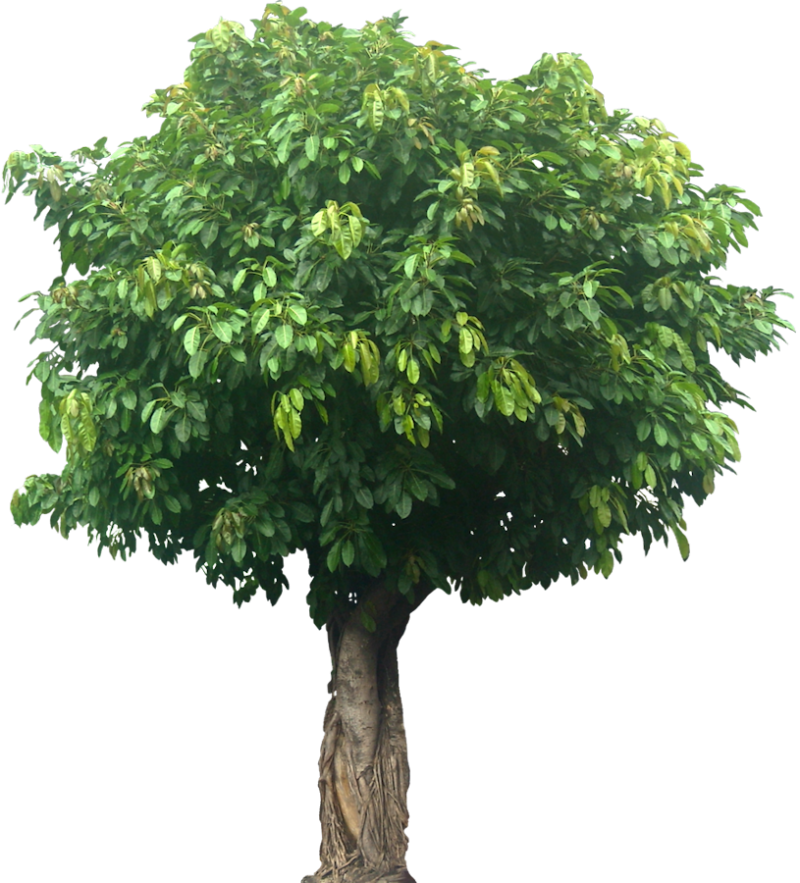 Ficus infectoria-virens "White Fig"