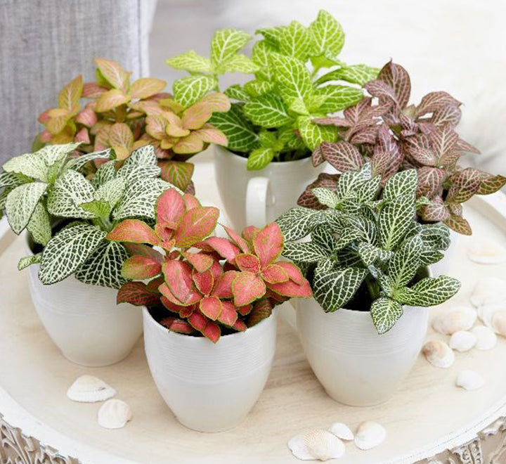 Fittonia, Nerve or Mosaic Plant 5-10cm Spread