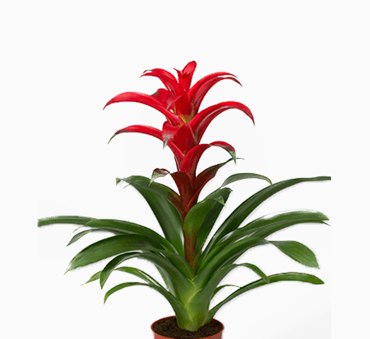 Guzmania Red and Yellow Plants or Scarlet Star