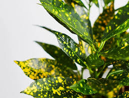 Croton Gold Dust "Codiaeum Variegated Gold Dust" 0.4-0.5m