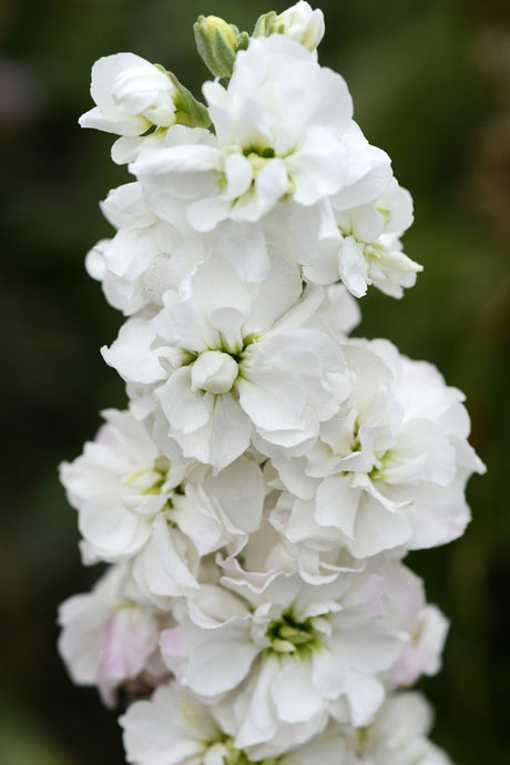Matthiola Incana | Hoary stock White Seasonal Flowering Plant
