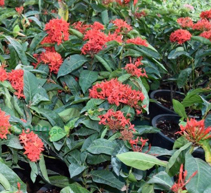 Ixora chinensis "Red" 20-60cm