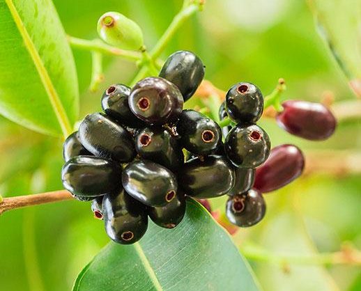 Syzygium cumini, black-plum "jamun-jambolan"