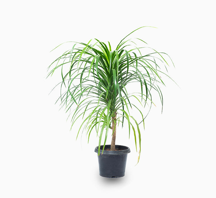 Dracaena draco Order Online in UAE