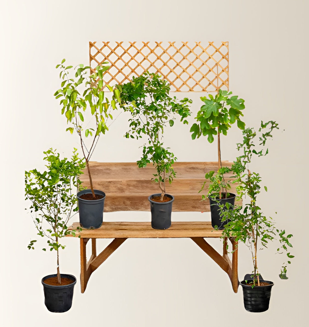 Mediterranean Fruit Plant Bundle (Lemon 1-1.2m | Orange 1-1.5m | Guava 1.2-1.5m | Pomegranate 1.2-1.5m | Fig 2.5-3m)