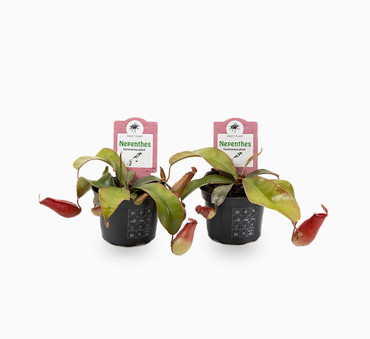 Nepenthes or Monkey Jar