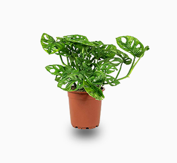 Monstera adansonii or Swiss Cheese Plant