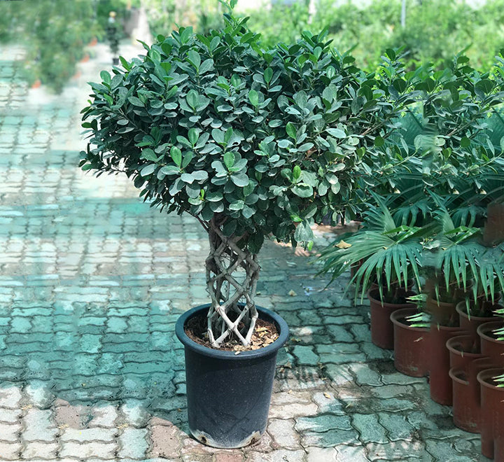 Ficus panda "Cage Shape" 1.4-1.6m