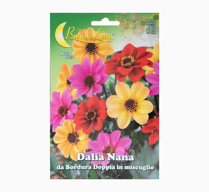 Dalia Nana Doppia Bordura Mix Flowers Seeds