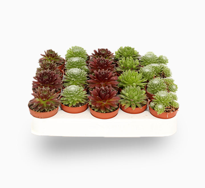 Sempervivum, Hens & Chicks or Houseleeks Mini Mixed