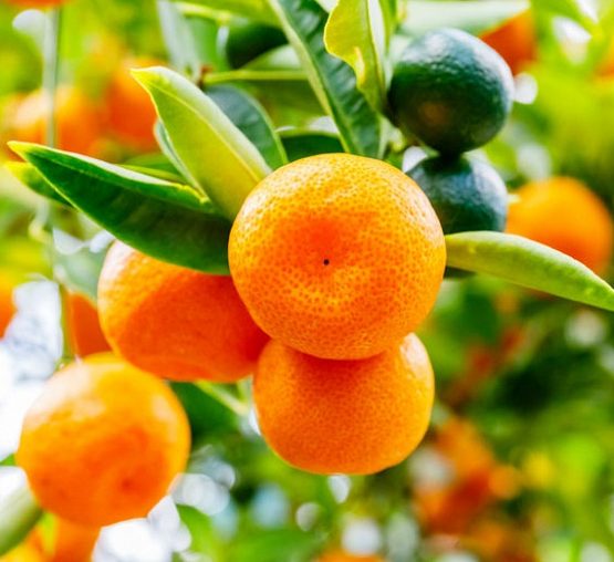 Citrus Microcarpa "Calamansi Citrus Microcarpa" 0.4-0.6 m