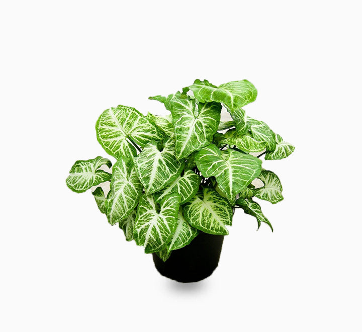 Syngonium podophyllum or Arrow Head Plant 25-30cm