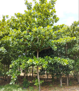 Terminalia catappa "Indian Almond Tree" شجرة اللوز الهندية