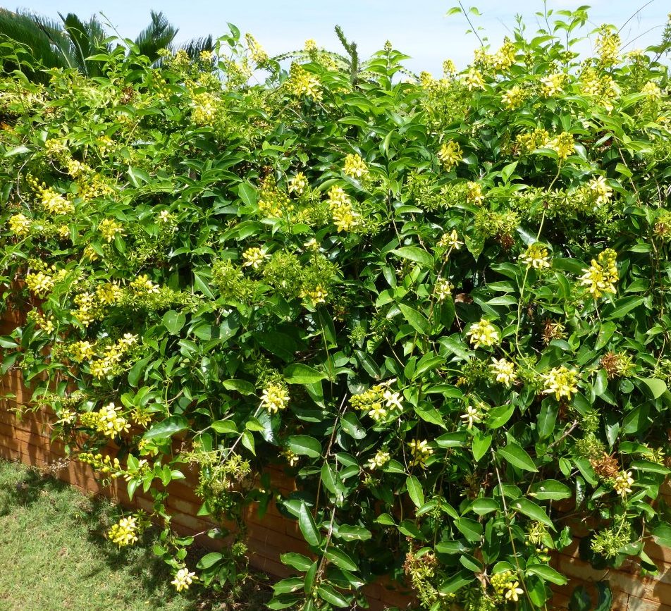 Tristellateia australasiae or Shower of Gold Climber