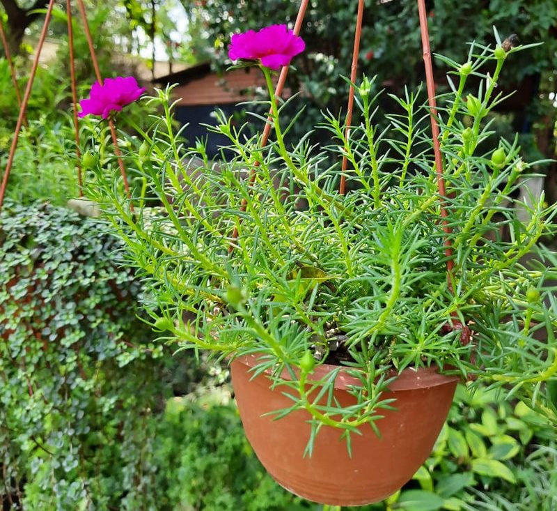 Portulaca Grandiflora "Hanging" Rose Moss