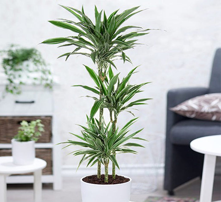 Dracaena fragrans deremensis "Warneckei"