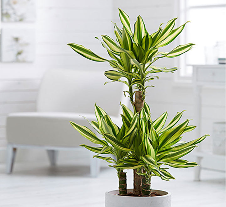 Dracaena fragrans "Yellow Coast"