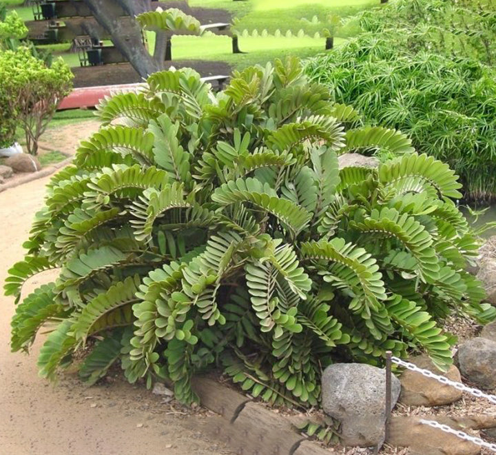 Zamia furfuracea or Cardboard Palm 0.5-0.7m overall