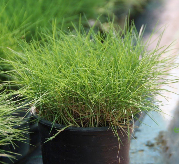 Zoysia Japonica or Korean Lawn Grass