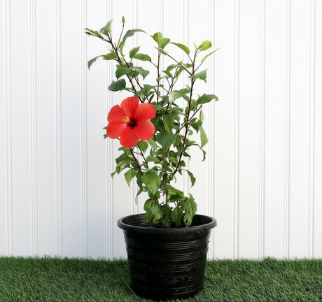 Outdoor Plants