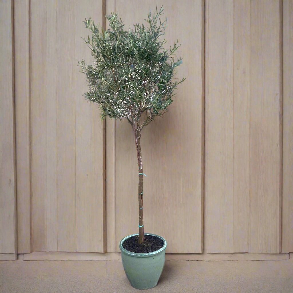 Olea europea or Olive Tree "1.0m-2.2m" شجرة زيتون