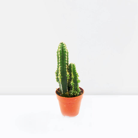 Cereus Peruvianus or Peruvian Cactus 5-10cm